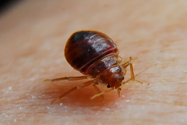 Kids are now smoking BED BUGS to get high. - Sober Nation