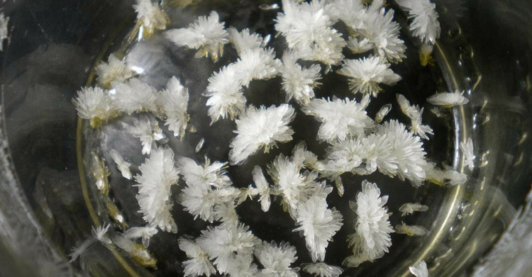 DMT Dimethyltryptamine